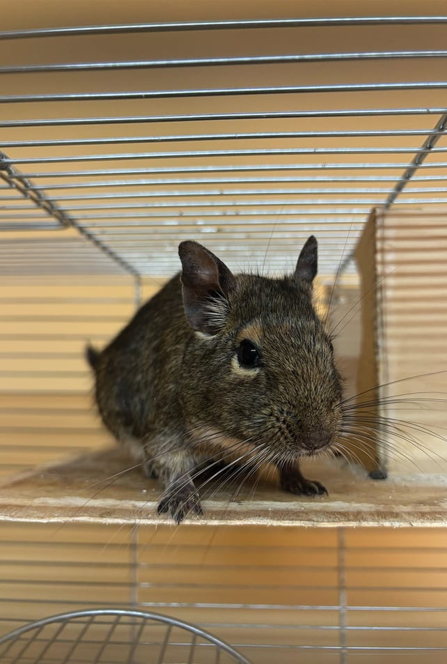 Dušan — Degu iz azila ZOO Planet