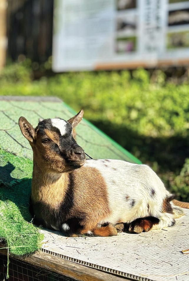 Dragica — Koza iz azila ZOO Planet