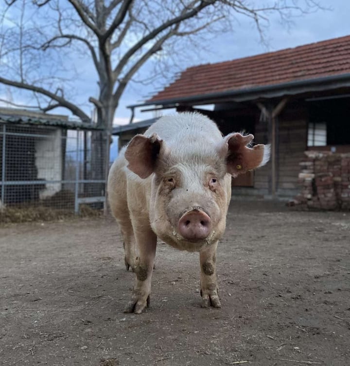 Srećko — fotografija 1