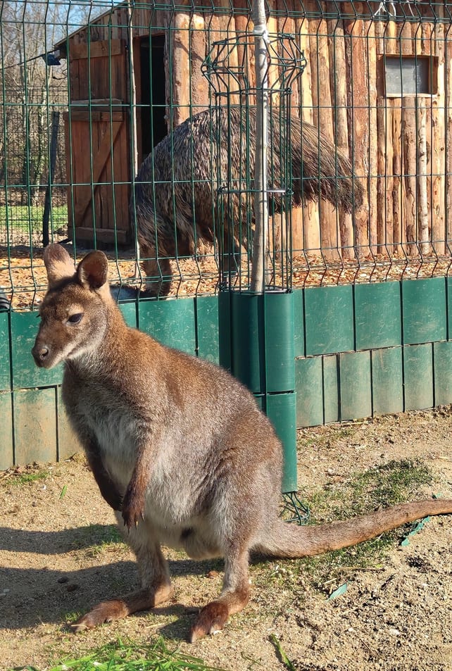 Dragan — Kengur iz azila ZOO Planet