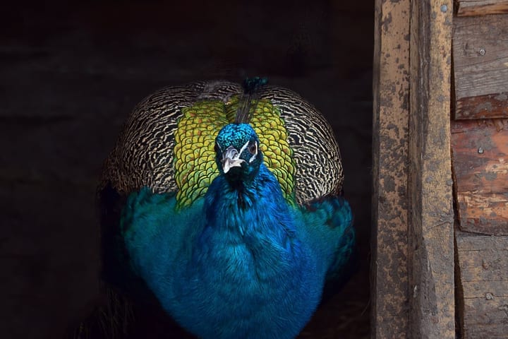 ZOO Planet — photo 4