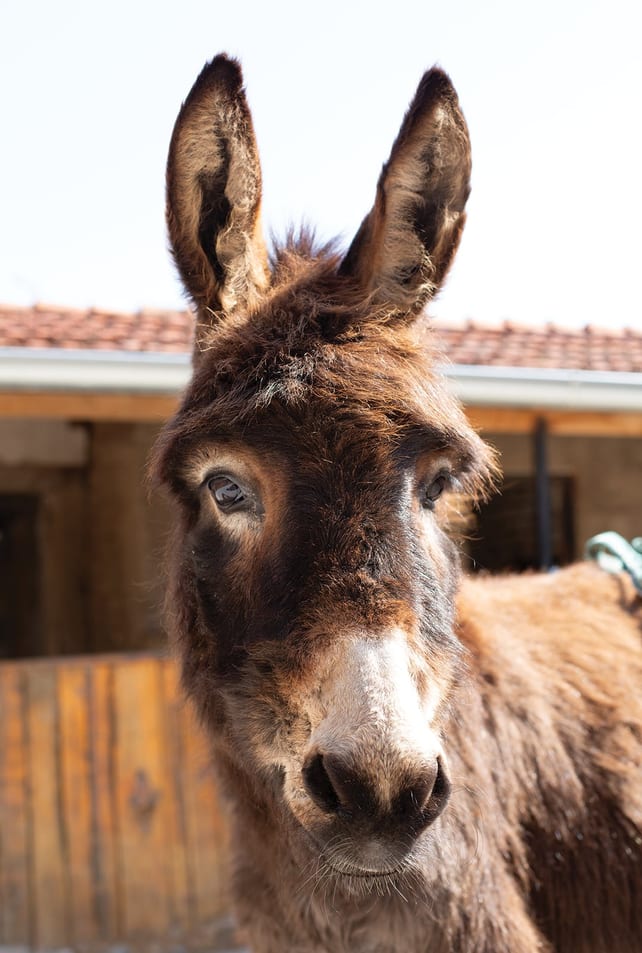Milutin — Magarac iz azila ZOO Planet